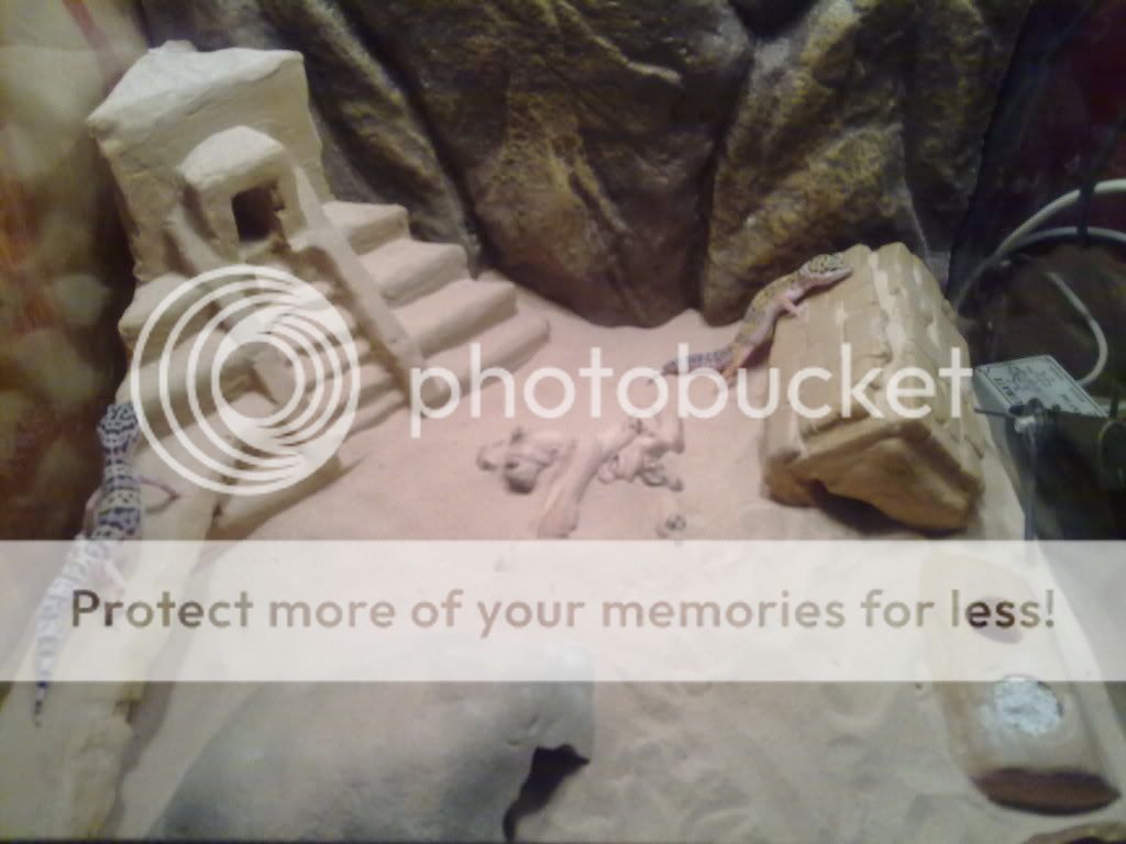 Show off your Leos Reptile Forums